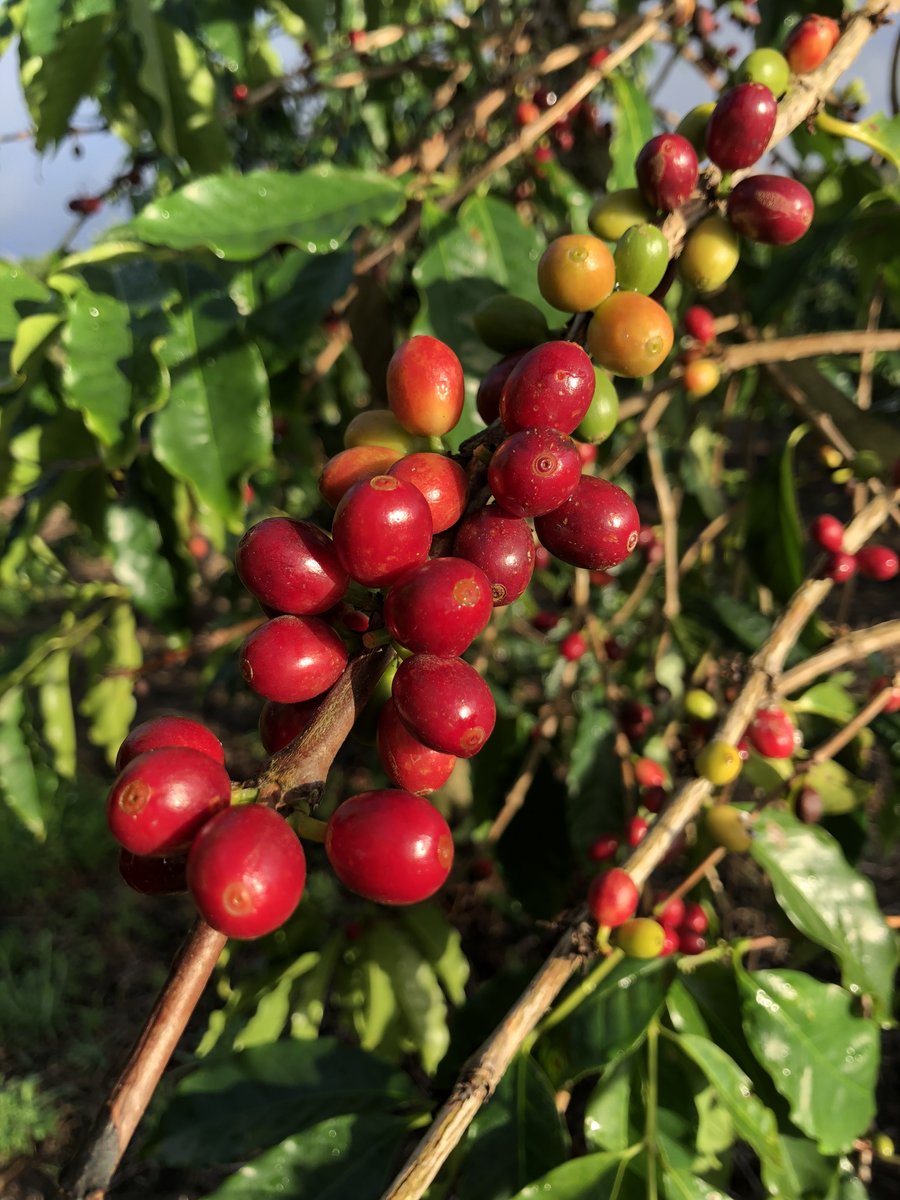 Kona coffee cherries