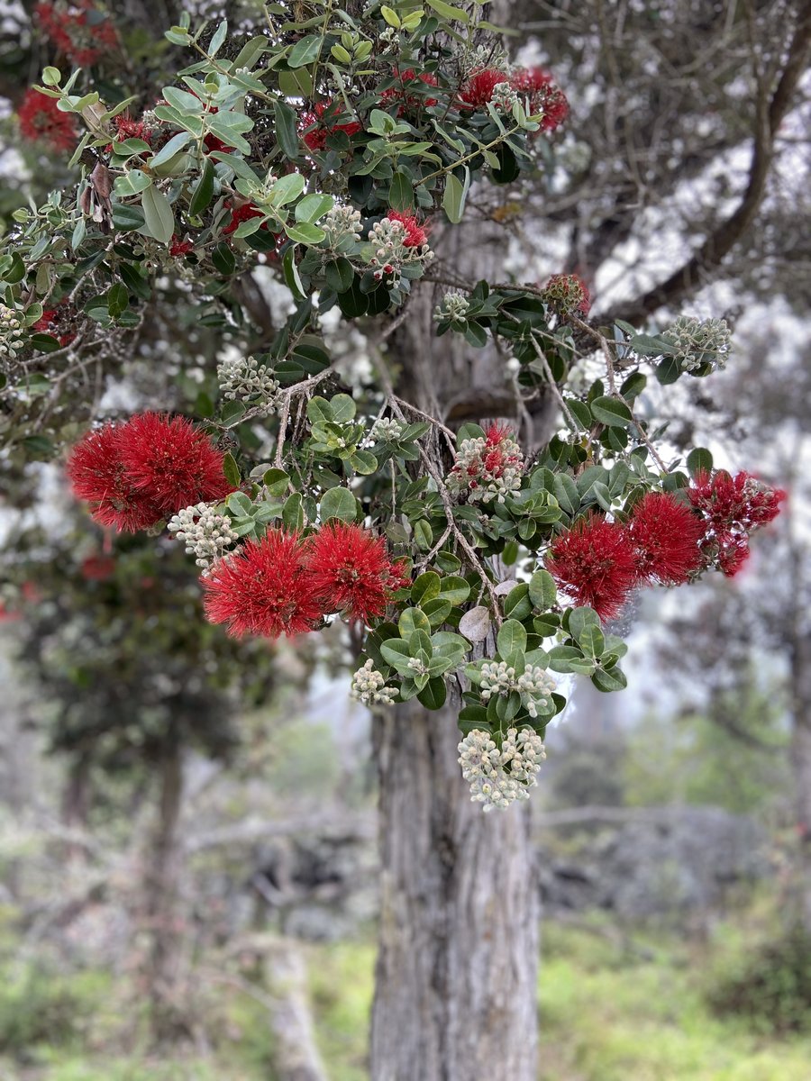 ʻŌhiʻa lehua blossoms, Hawai'i Island